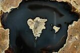 Polished Friend Ranch Thunderegg Half - Oregon #302930-1